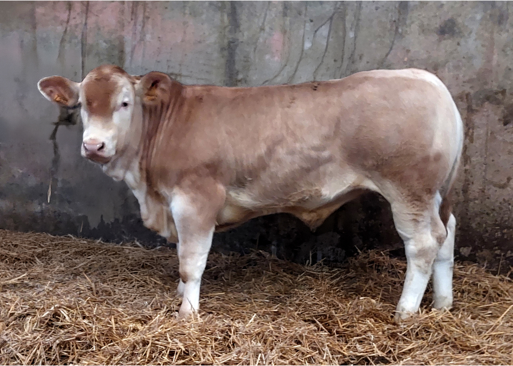 Fils de SONIS P GD Fils de SONIS P GD