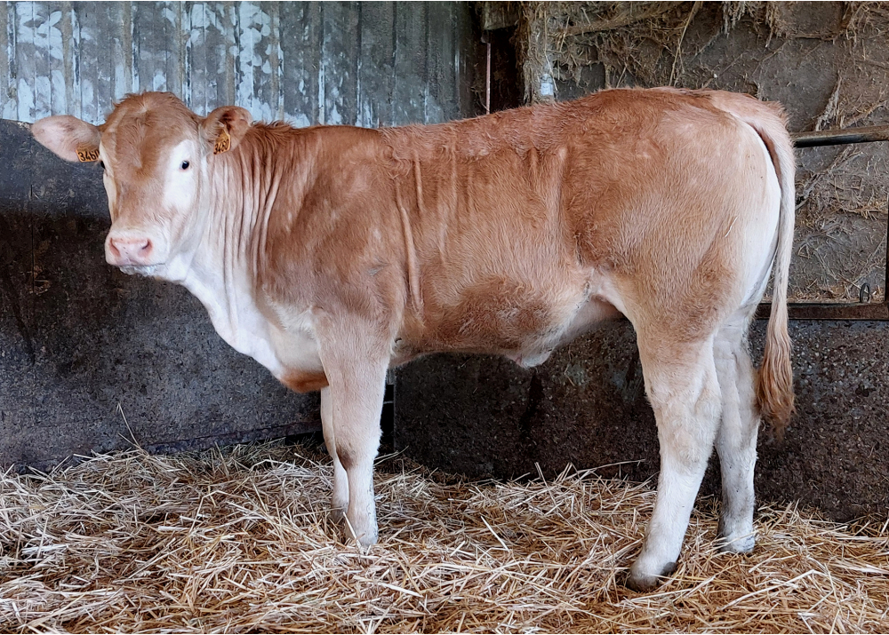 Fille de SONIS P GD Fille de SONIS P GD