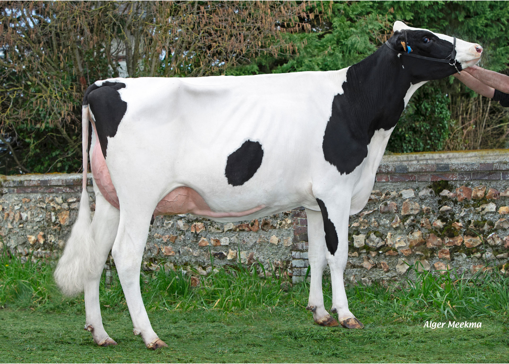 Uamo, fille de SARRASIN - Prop : SCEA de la Voie Lactée. Chambois (27)