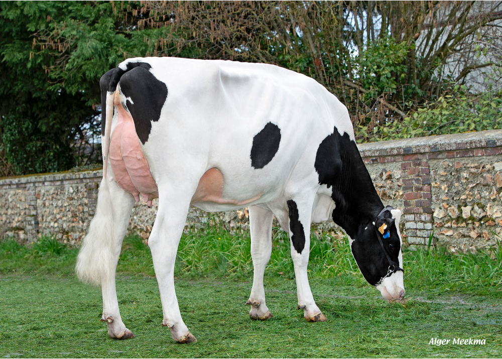 Uamo, fille de SARRASIN - Prop : SCEA de la Voie Lactée. Chambois (27)