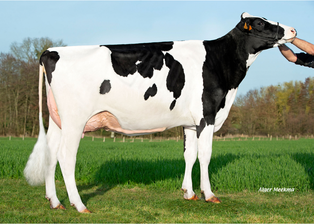 Unique, fille de SARRASIN - Prop : GAEC du Grenouillet. Chassant (28)