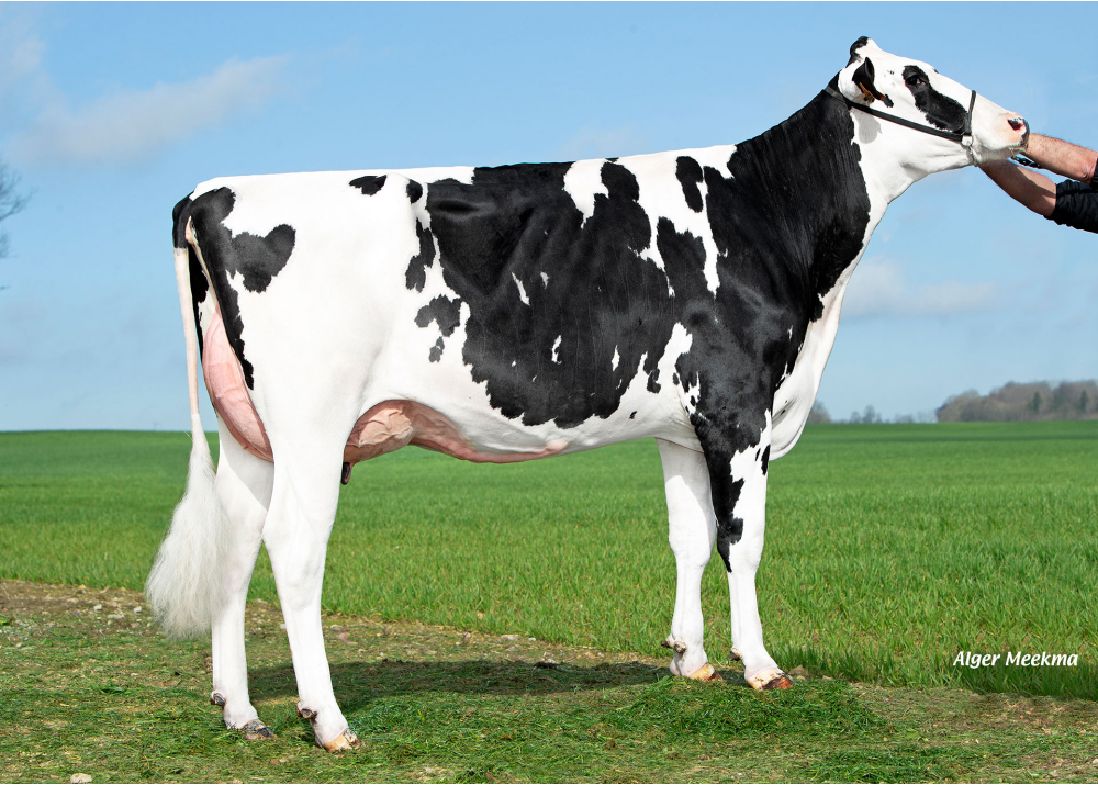 Uranium, fille de SAUTON - Prop : GAEC des Hauts de Bonnefoi. Bonnefoi (61)