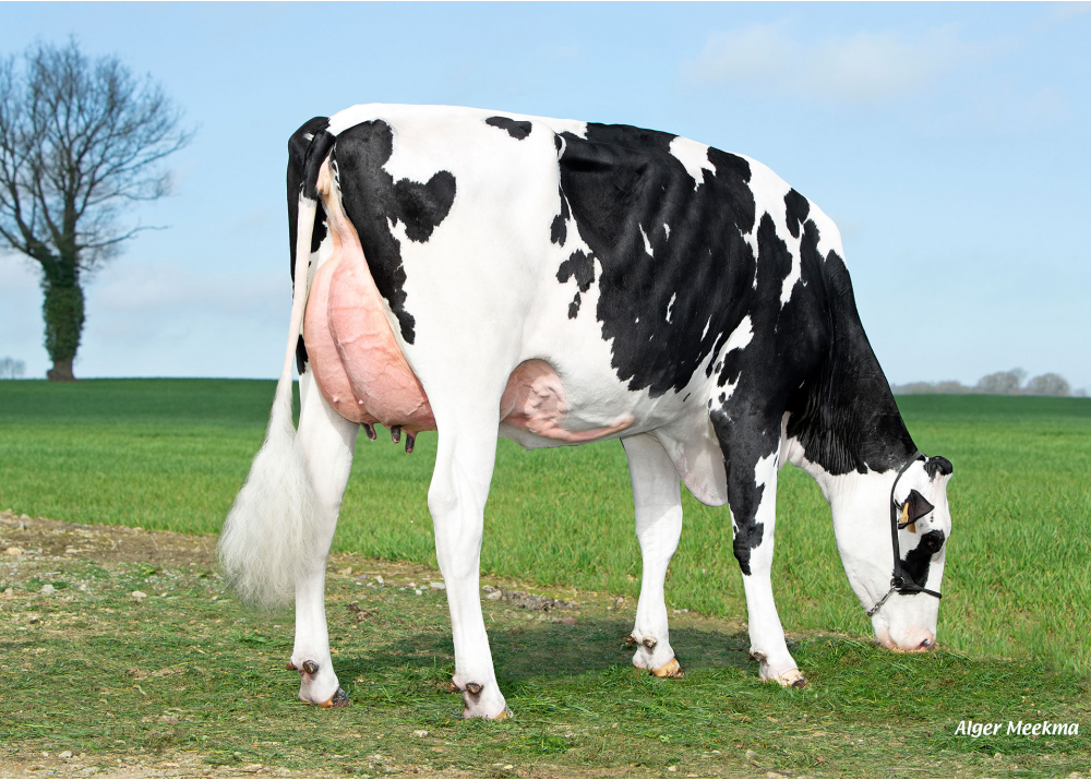 Uranium, fille de SAUTON - Prop : GAEC des Hauts de Bonnefoi. Bonnefoi (61)