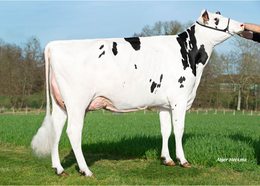 Unité, fille de ROMEO - Prop : GAEC du Grenouillet. Chassant (28) Unité, fille de ROMEO - Prop : GAEC du Grenouillet. Chassant (28)