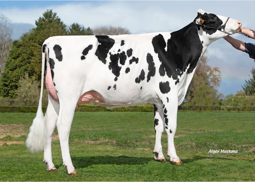 5459, fille de SUPERMAN - Prop : SCEA le Briel. Trelon (59) 5459, fille de SUPERMAN - Prop : SCEA le Briel. Trelon (59)