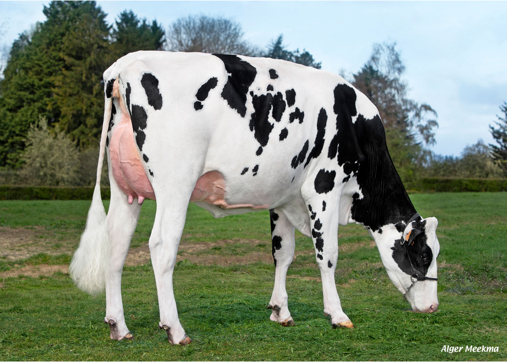 5459, fille de SUPERMAN - Prop : SCEA le Briel. Trelon (59) 5459, fille de SUPERMAN - Prop : SCEA le Briel. Trelon (59)