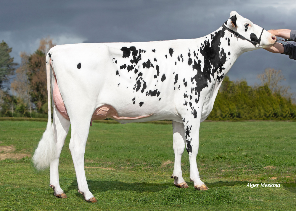 5463, fille de SUPERMAN - Prop : SCEA le Briel. Trelon (59) 5463, fille de SUPERMAN - Prop : SCEA le Briel. Trelon (59)