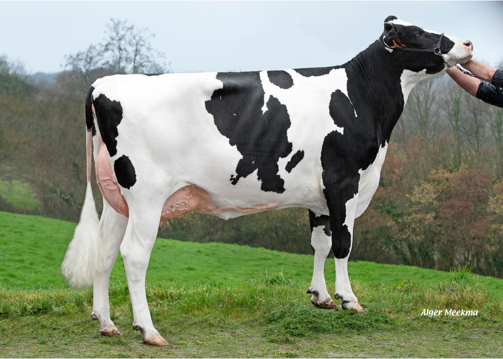 Uggly, fille de SUPERMAN - Prop : GAEC du Pasquet. Le Pasquet (14) Uggly, fille de SUPERMAN - Prop : GAEC du Pasquet. Le Pasquet (14)