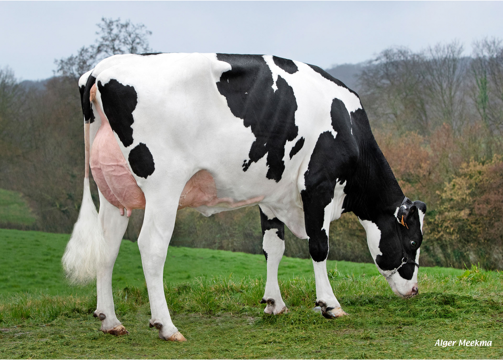 Uggly, fille de SUPERMAN - Prop : GAEC du Pasquet. Le Pasquet (14) Uggly, fille de SUPERMAN - Prop : GAEC du Pasquet. Le Pasquet (14)