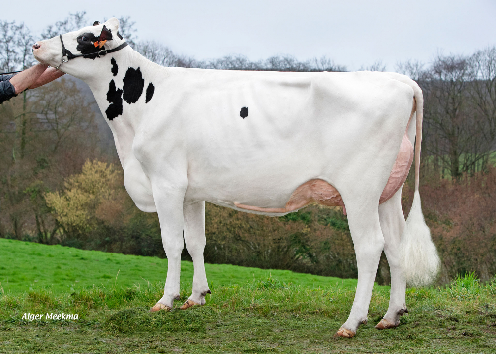 Umaturman, fille de SARRASIN - Prop : GAEC du Pasquet. Le Pasquet (14)