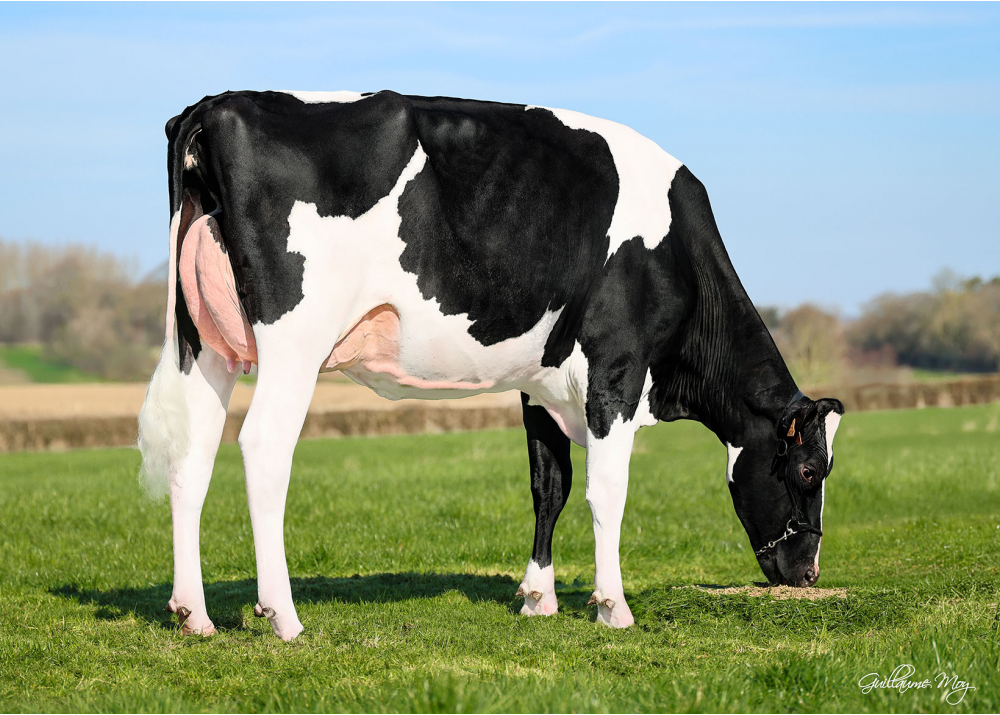 Ursula, fille de EBA SPIDER - Prop : Du Louvion Holstein. Bavay (59)