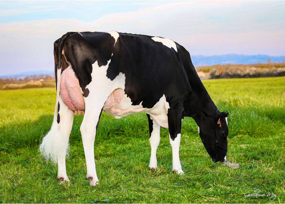 Pom Mana, fille de SUPERMAN - Prop : GAEC de la Pommière. Précieux (42)