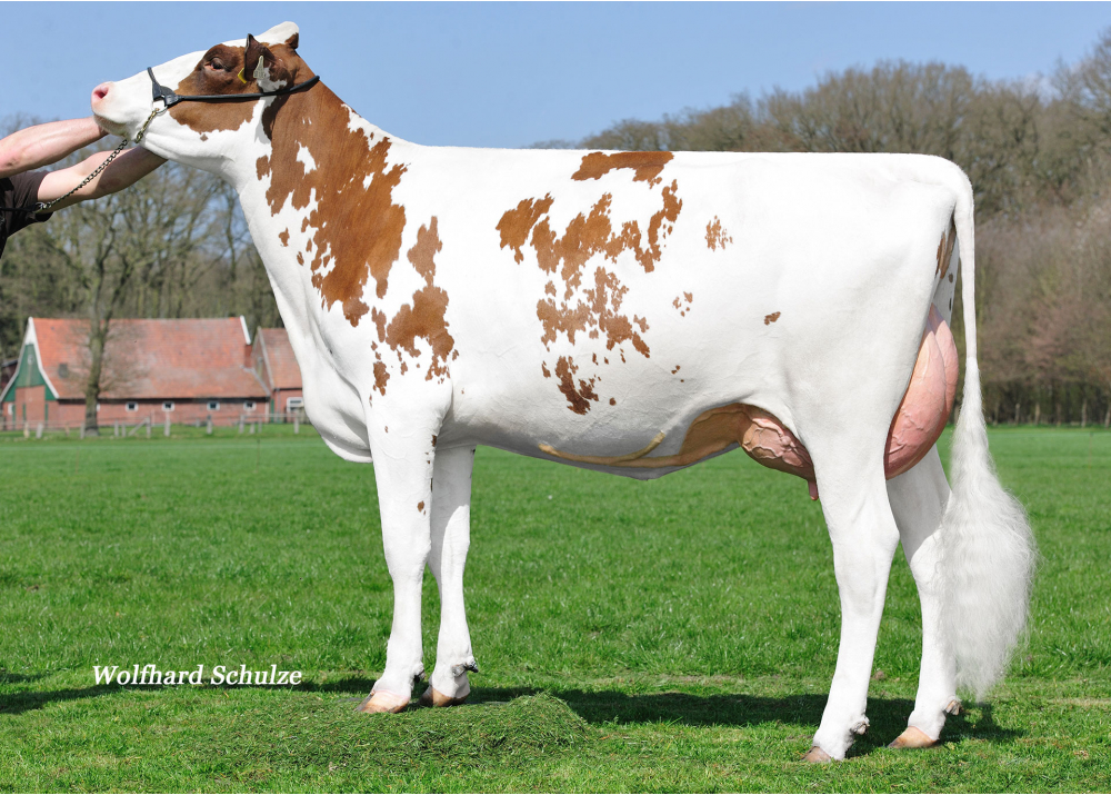 Rooney Ladd P 132 arrière grand-mère de PRO RED.