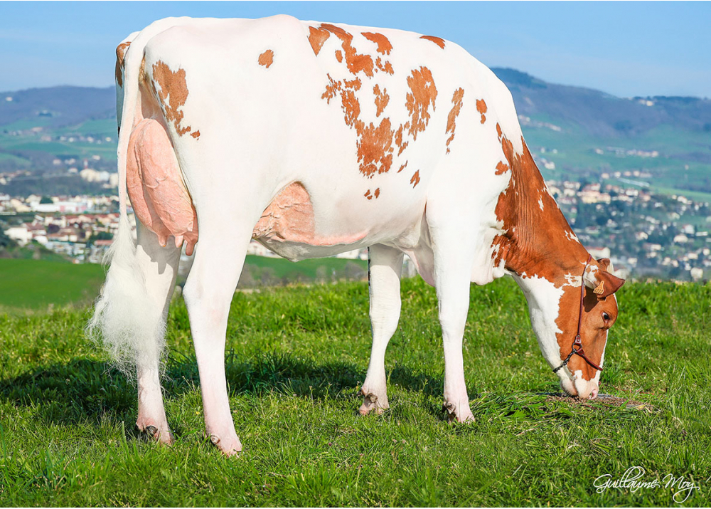 Volvo, fille de PRO RED