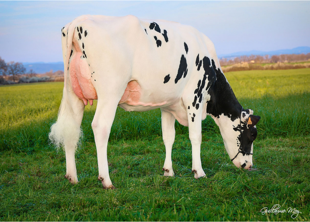 Pom Sogoda, fille de CAPJSOGOOD - Prop : GAEC de la Pommière. Précieux (42)