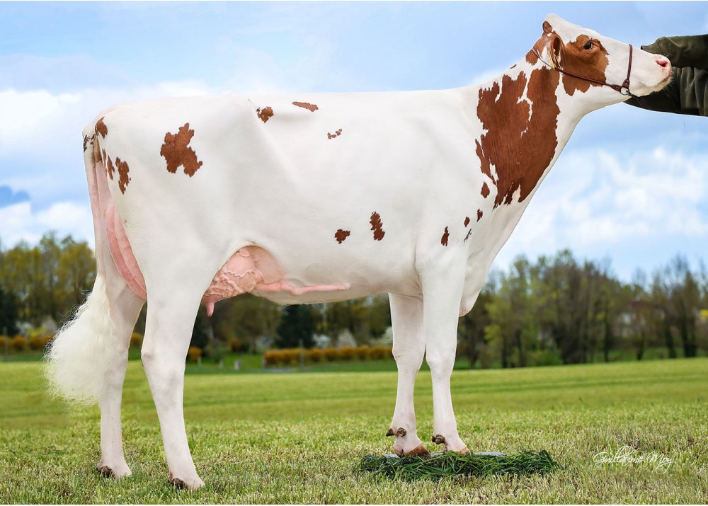 Uby Red P2M - Fille de STO RED P - Prop : GAEC P2M.N. Courtes (01)