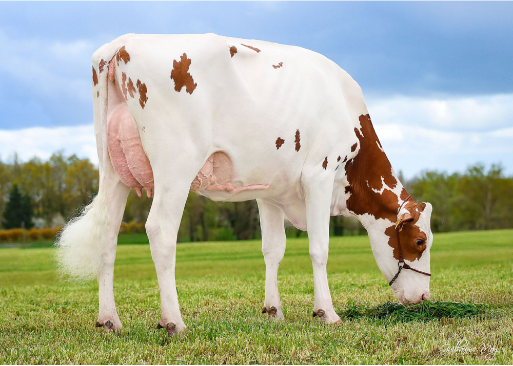 Uby Red P2M - Fille de STO RED P - Prop : GAEC P2M.N. Courtes (01)