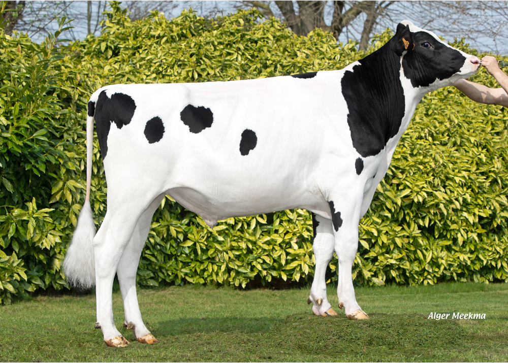 BARB VO PP BARB VO PP