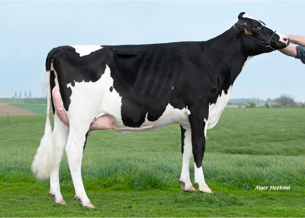 Vinted HGH, fille de LV TARTUF - Prop : EARL HGHC. Clary (59)