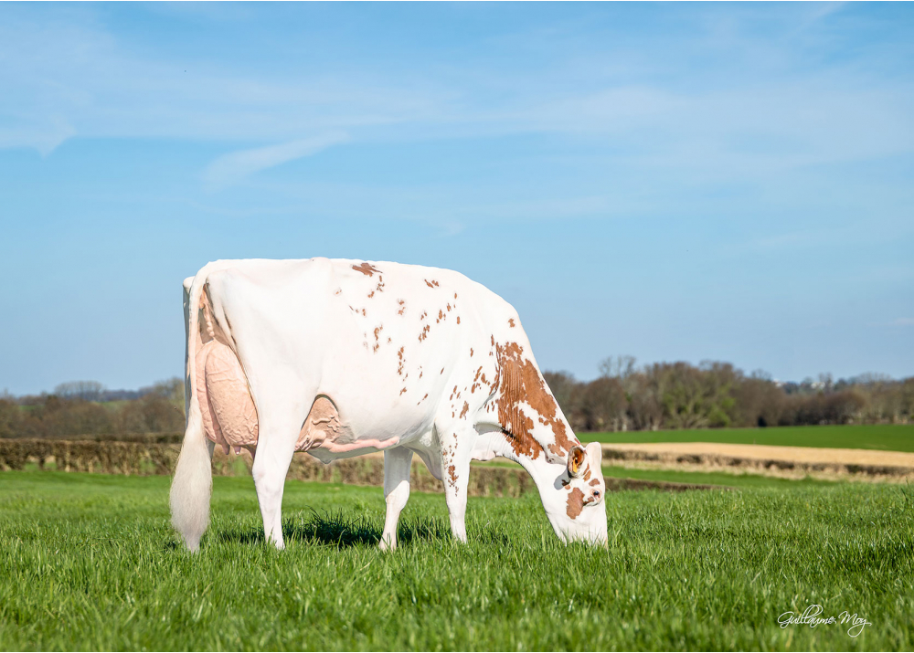 Night Red, fille de LIGHT RED