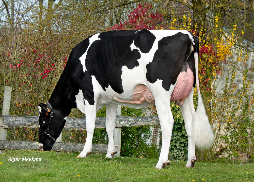 Uxanne, fille de CAPJSOGOOD - Prop : GAEC des Grilles. Maheru (61)