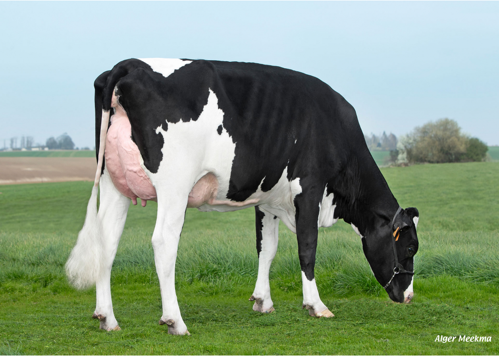 Vinted HGH, fille de LV TARTUF - Prop : EARL HGHC. Clary (59)