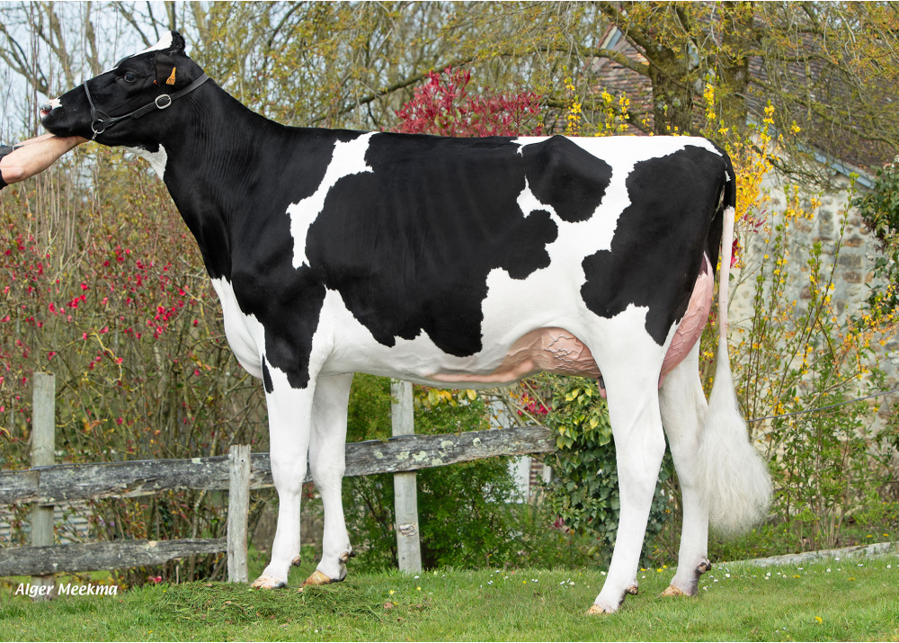 Uxanne, fille de CAPJSOGOOD - Prop : GAEC des Grilles. Maheru (61)