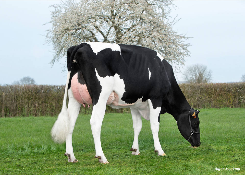 Vinyle, fille de CAPJSOGOOD - Prop : SCEA de la Fresnaie. Frasnoy (59)