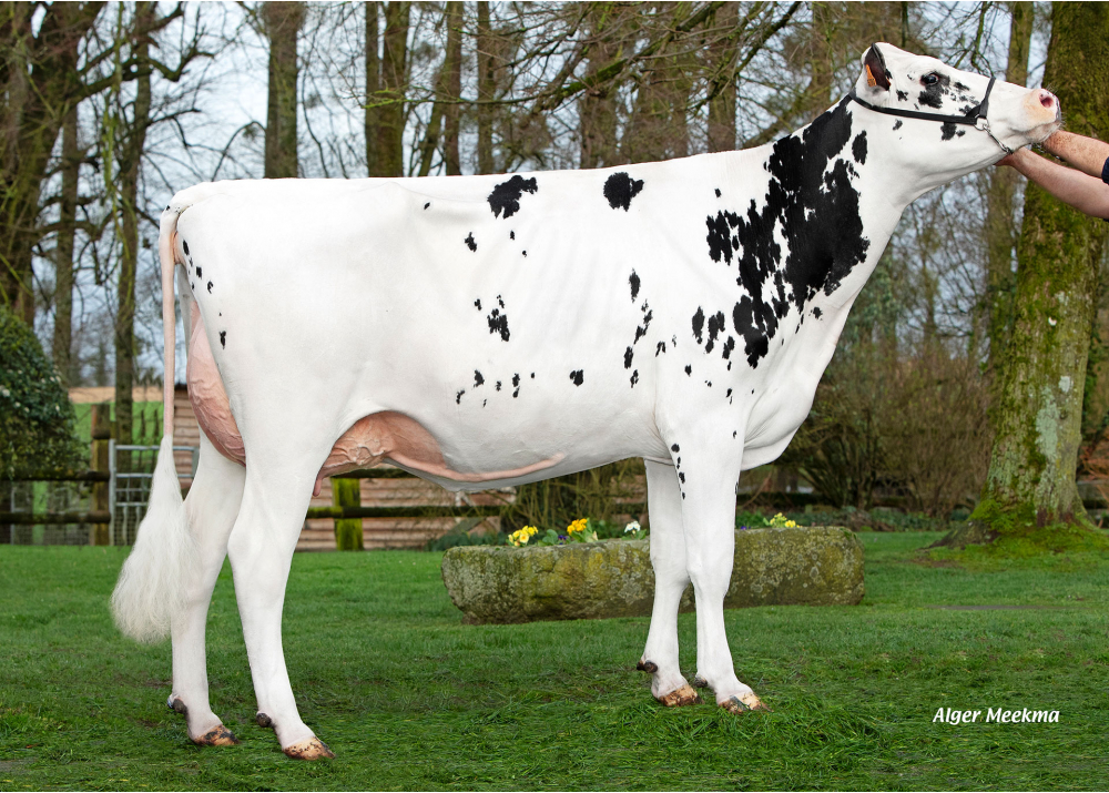 Unidine, fille de SUPERMAN - Prop : SCEA Manoir de Durcet. Magny-le-Désert (61)