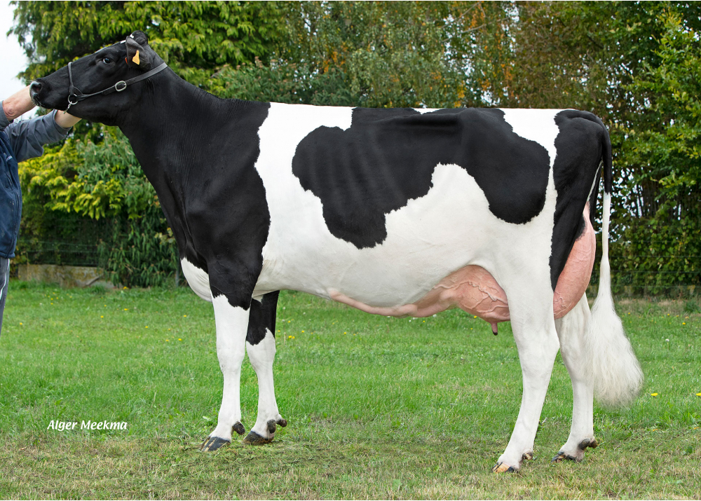 Recitation, mère de AMACK P - Prop : GAEC Chombart Destombes. Bry (59)