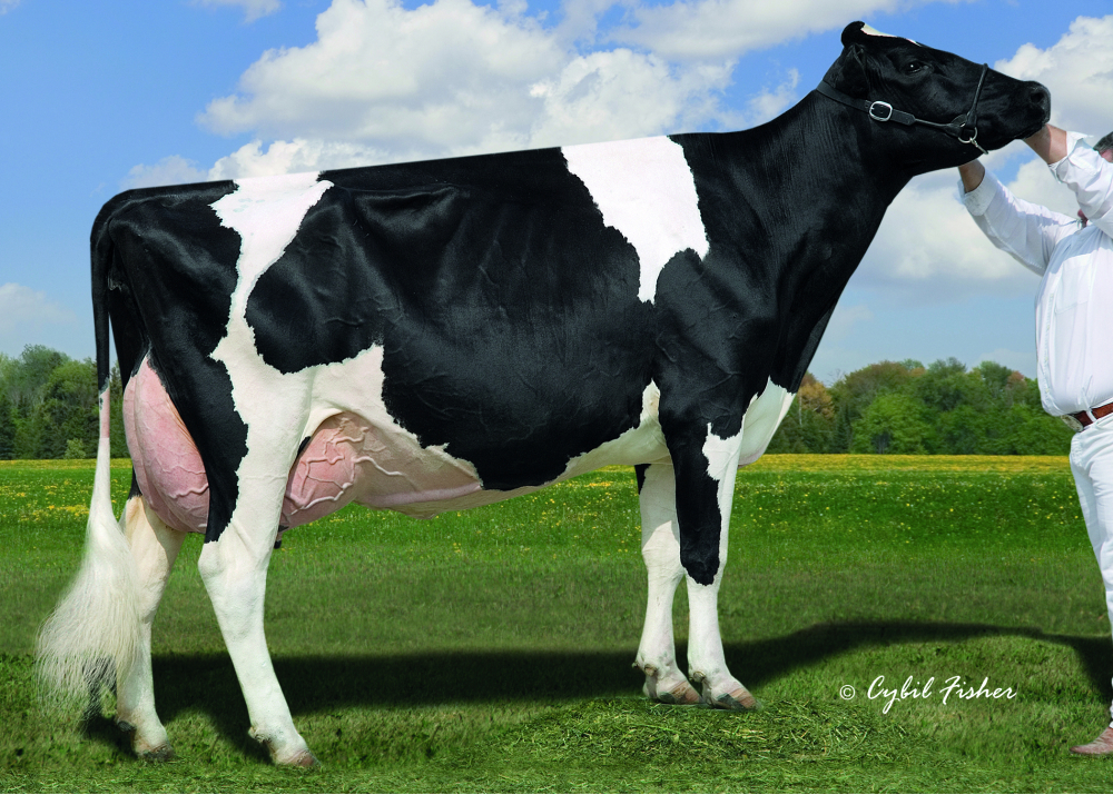 GM Lylehaven LILA Z