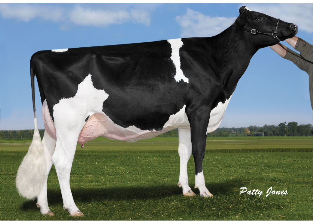Mère Comestar Gold LILAC