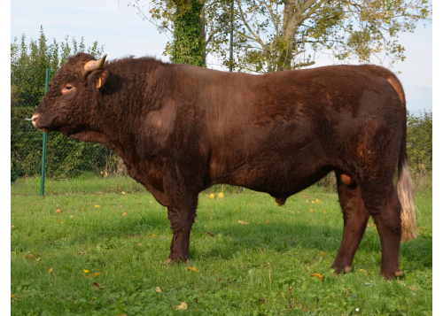 Sur quel type de femelle ?