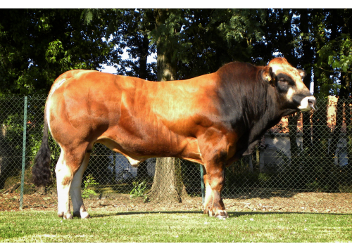 Sur quel type de femelle ?