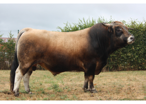 Sur quel type de femelle ?