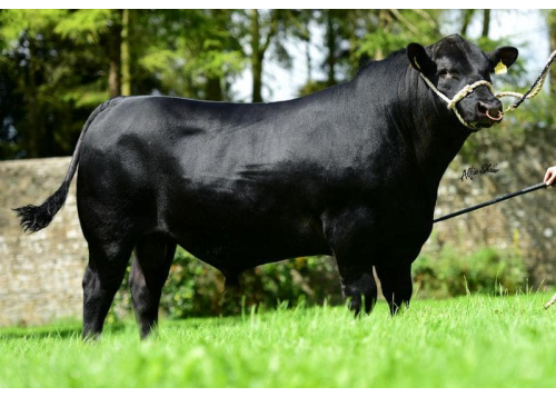 Sur quel type de femelle ?