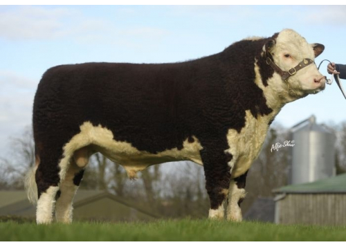 Sur quel type de femelle ?