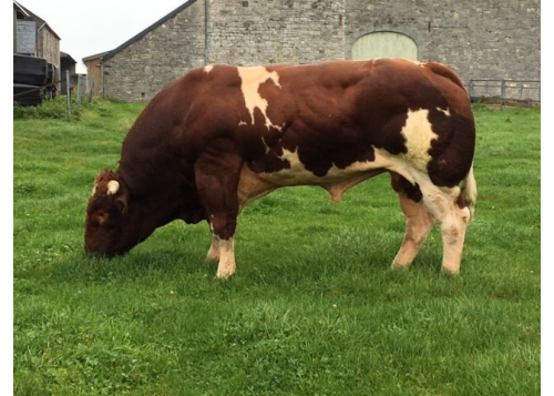 Sur quel type de femelle ?