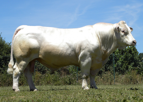 Quelle race de femelle ?