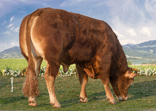 Sur quel type de femelle ?