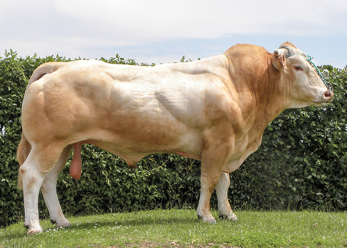 Sur quel type de femelle ?