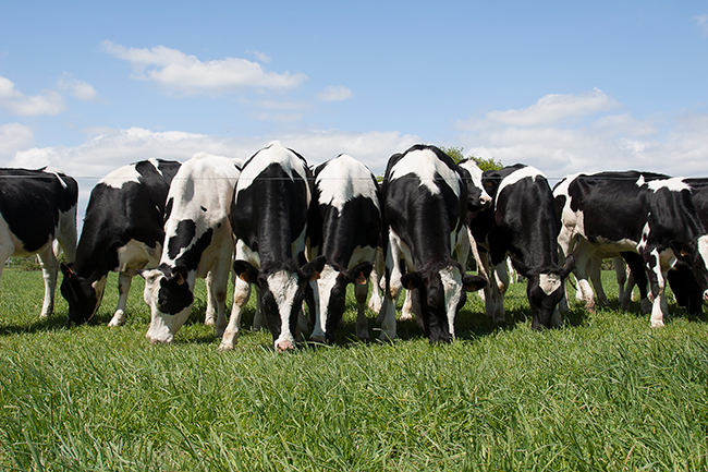 Troupeau Holstein