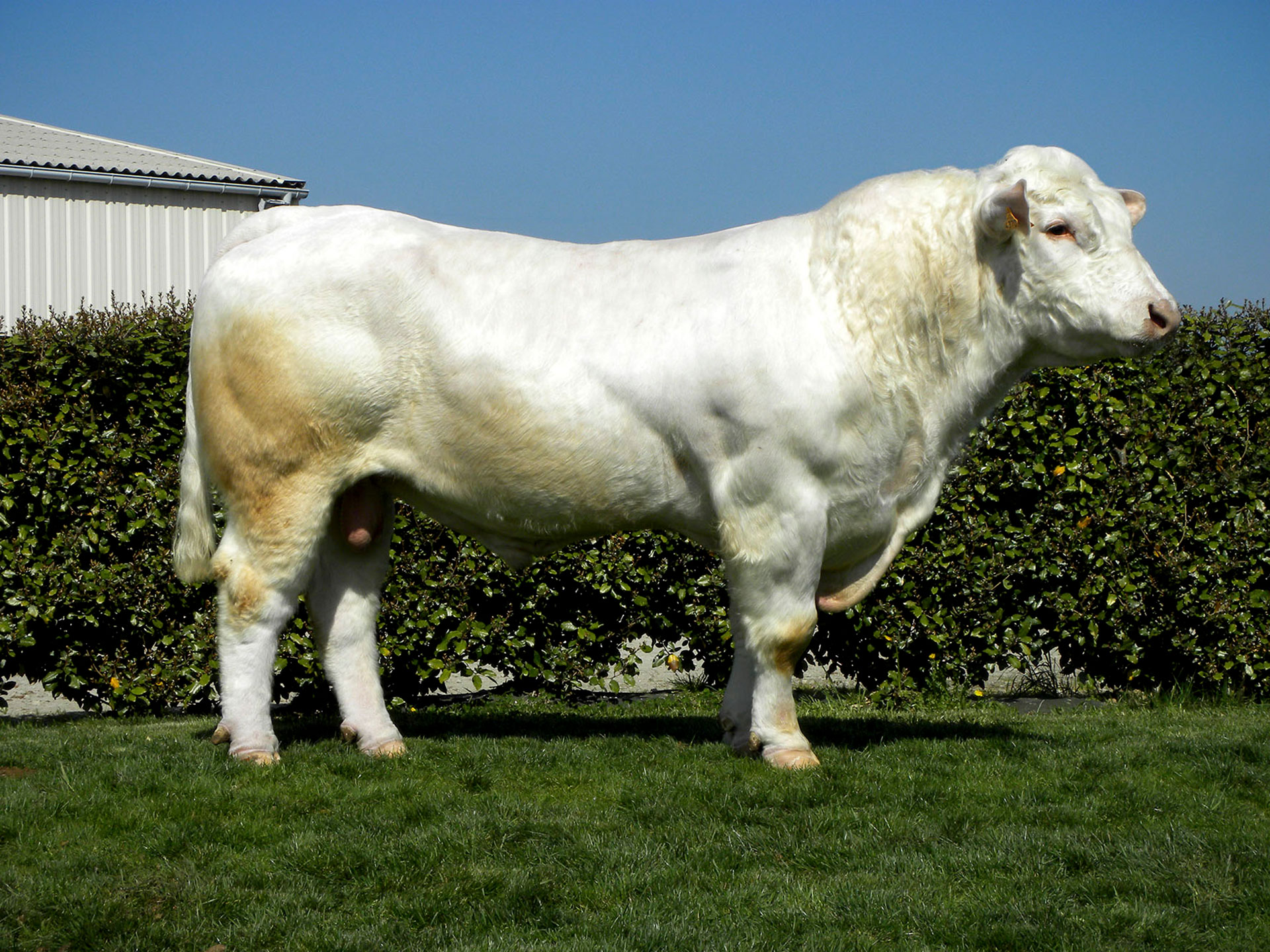 Taureau Charolais DEVRED