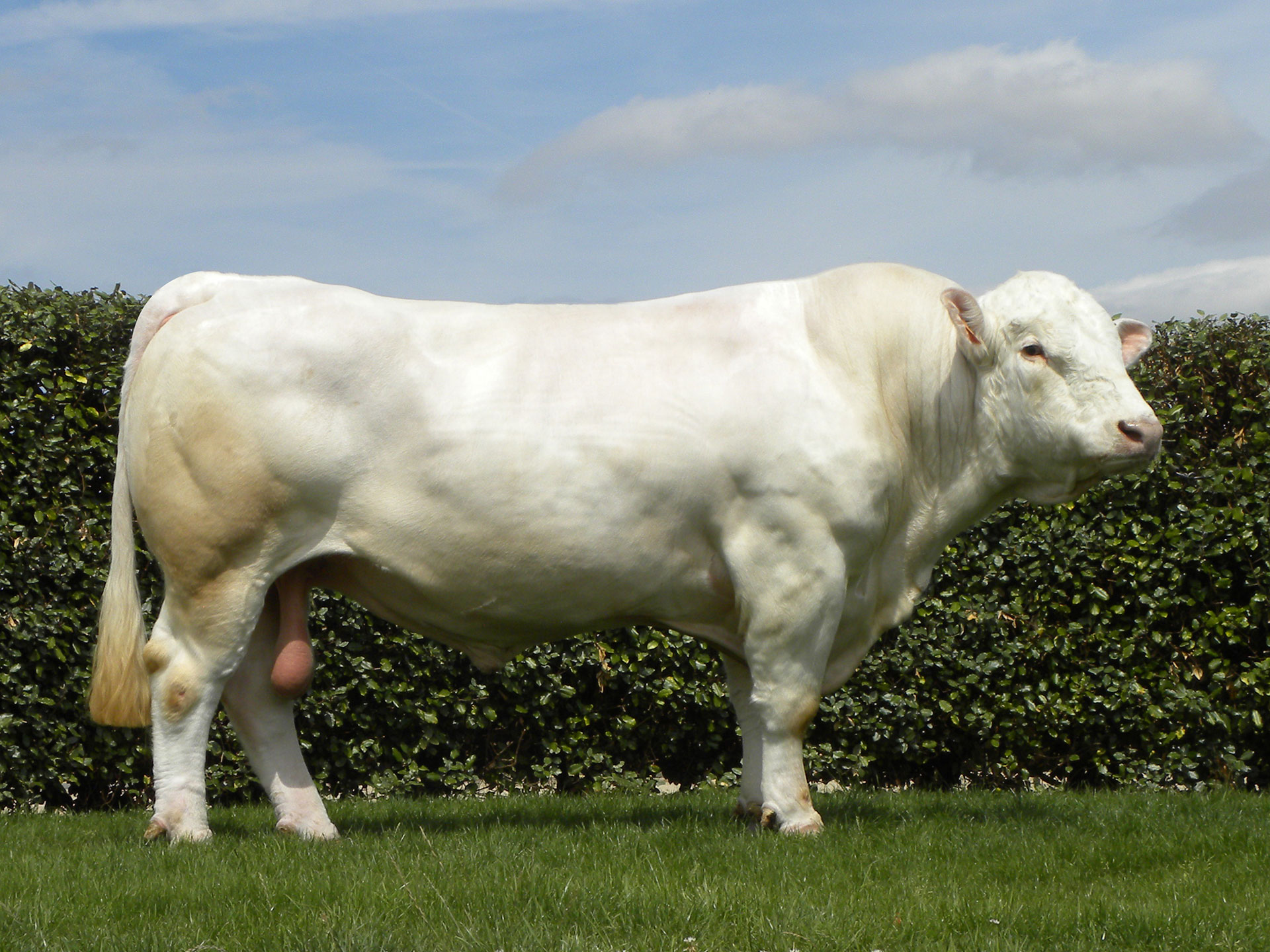 Taureau Charolais sans cornes FIGUIER P