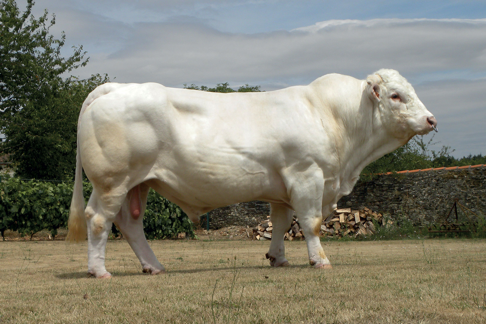 Taureau charolais GUETTA