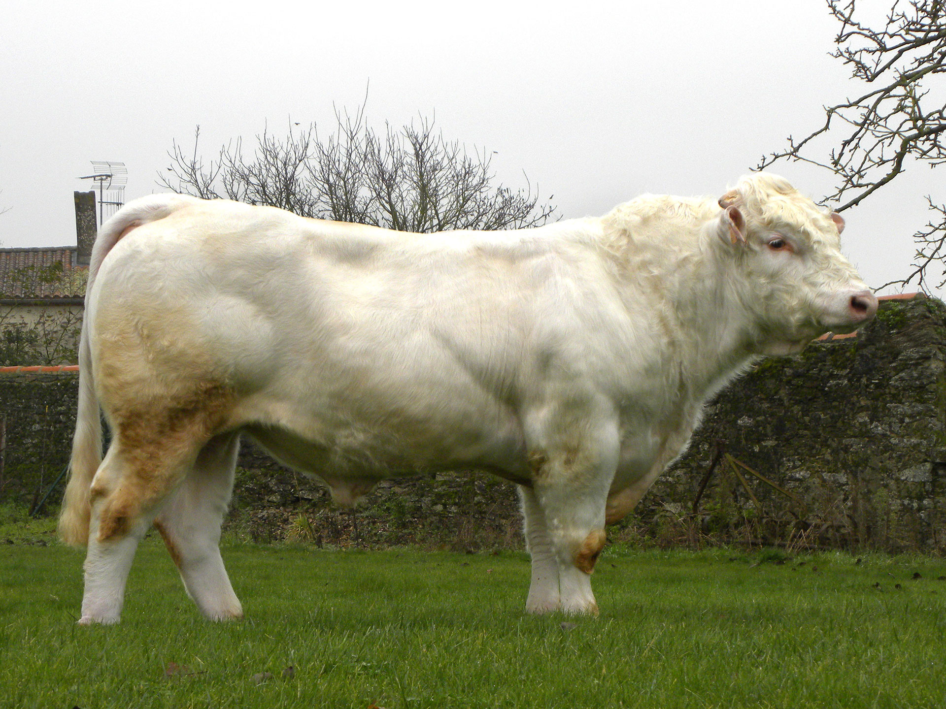 Taureau Charolais HAMEL