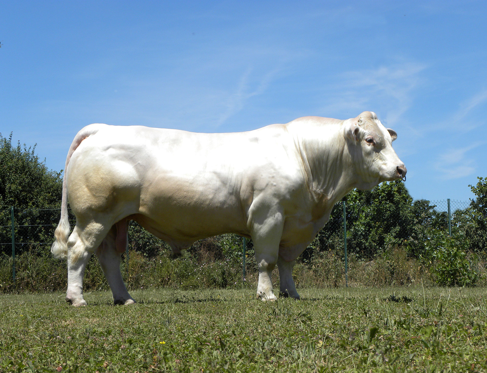 Taureau Charolais MELOMAN