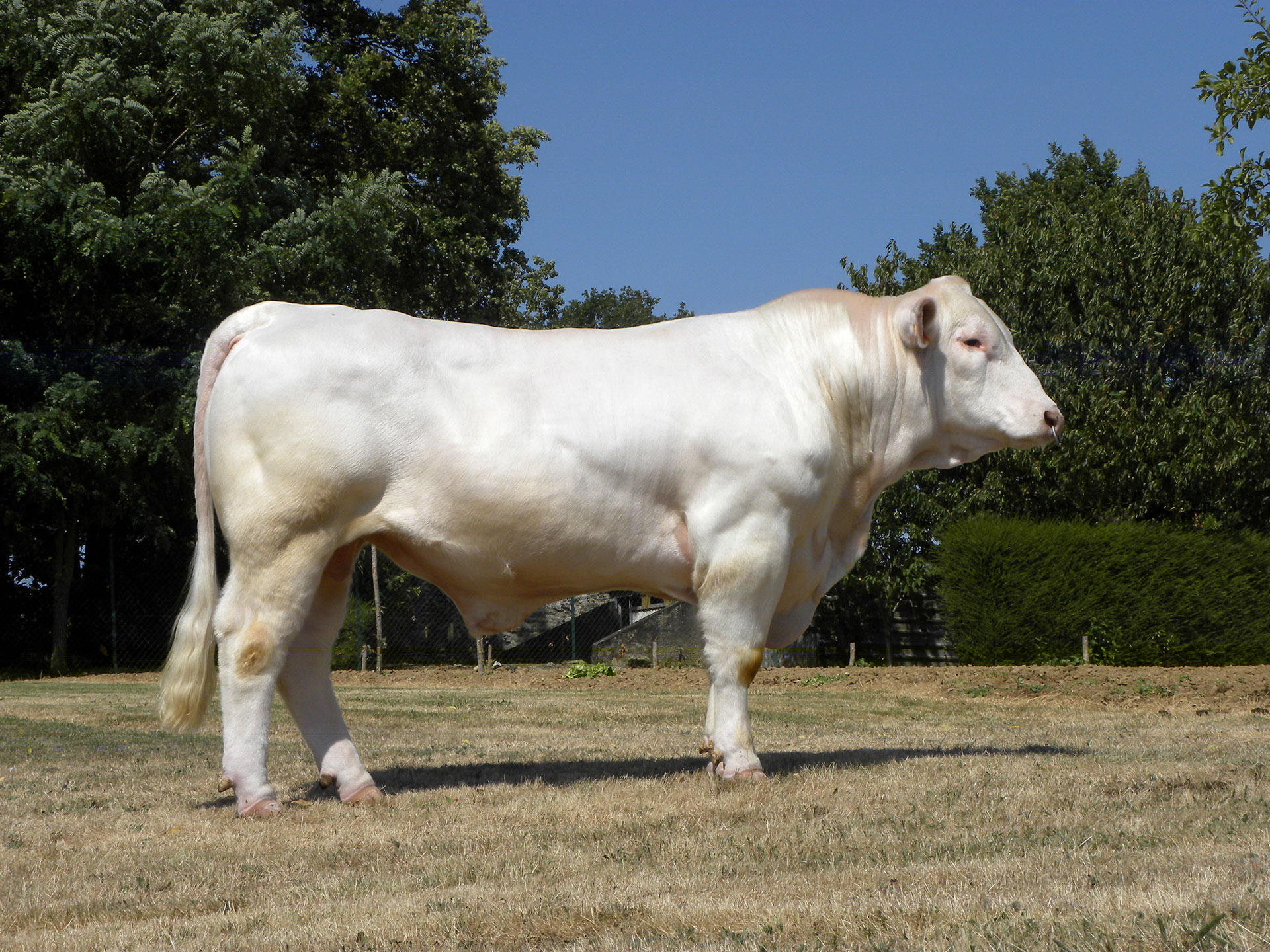 Taureau Charolais NOYER PP