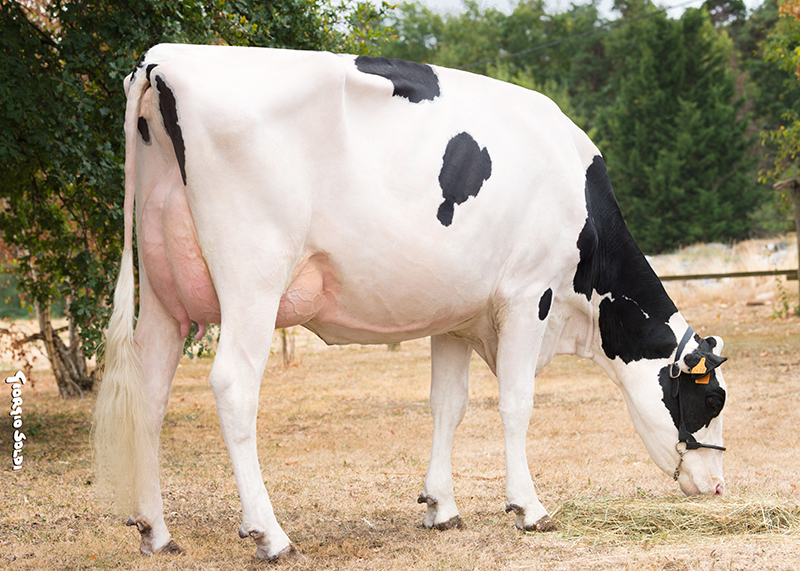 Muscade (en 2ème lactation), fille de JOBART (Gaec de la Bruyerette - 42)