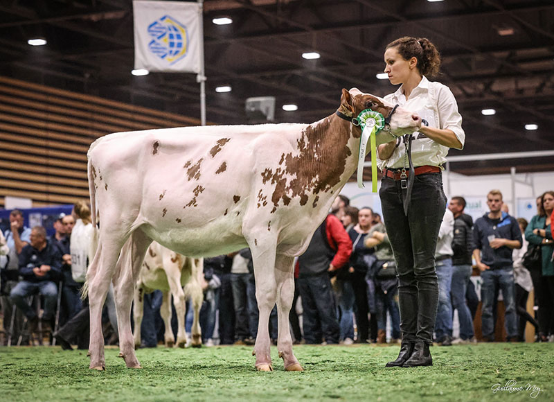 Milksource LB Attica appartenant à la SCEA de la Gare Boez - Earl Lepoint (59) a décroché le Championnat Red Holstein